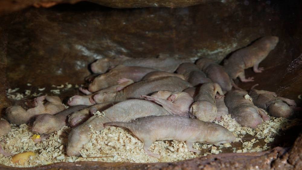 One for all and all for one